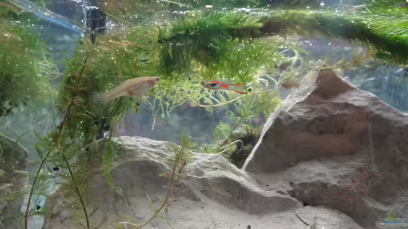Besatz im Aquarium Sanddrachen von paris (30)