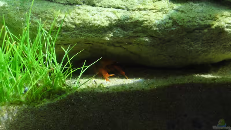 Besatz im Aquarium Sanddrachen von paris (34)