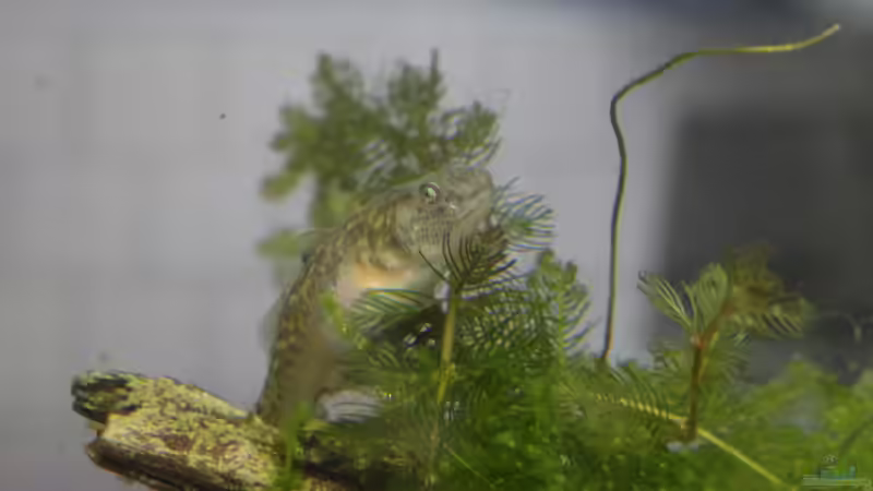 Besatz im Aquarium Sanddrachen von paris (36)