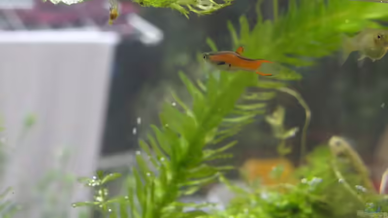 Besatz im Aquarium Sanddrachen von paris (38)