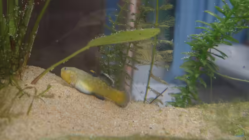 Besatz im Aquarium Sanddrachen von paris (39)