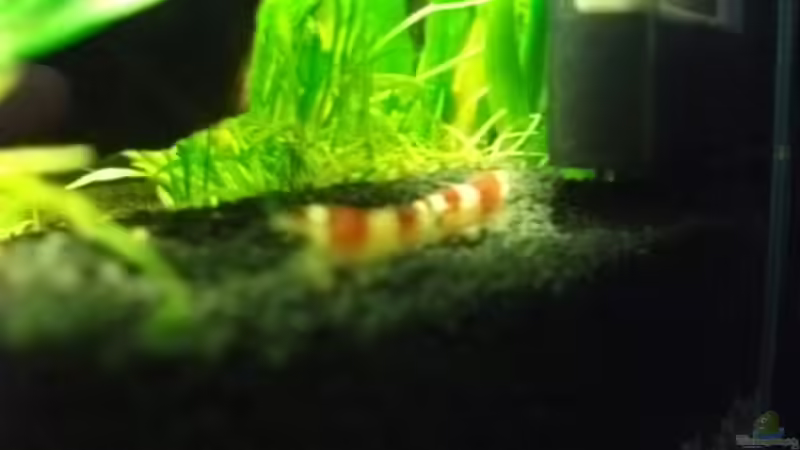 Besatz im Aquarium Sandys Garnelenbecken von sandybunny (19)