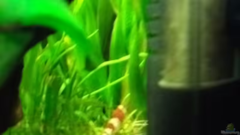 Besatz im Aquarium Sandys Garnelenbecken von sandybunny (20)