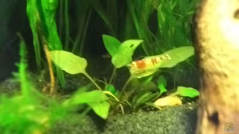 Besatz im Aquarium Sandys Garnelenbecken von sandybunny (21)