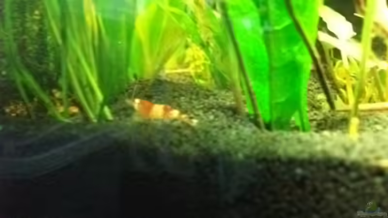 Besatz im Aquarium Sandys Garnelenbecken von sandybunny (22)