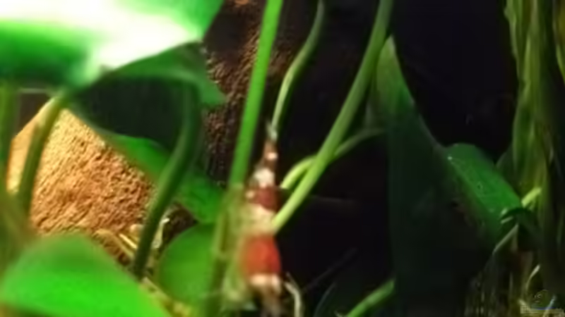 Besatz im Aquarium Sandys Garnelenbecken von sandybunny (23)