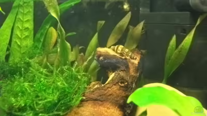 Besatz im Aquarium Sandys Garnelenbecken von sandybunny (25)