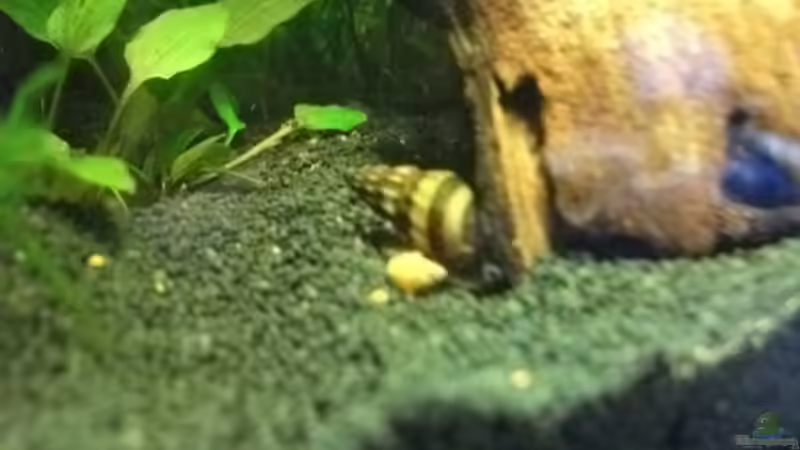 Besatz im Aquarium Sandys Garnelenbecken von sandybunny (27)