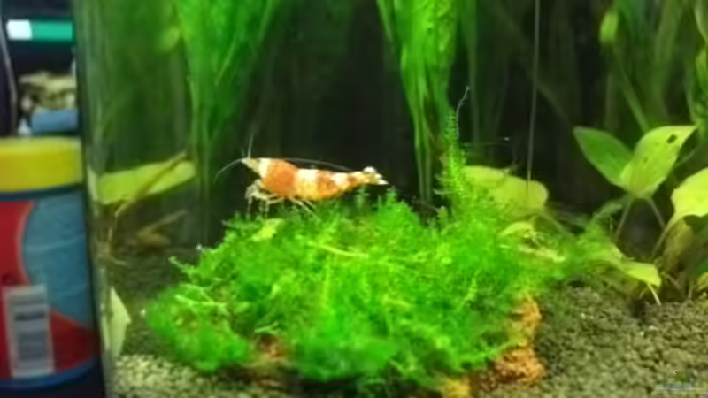 Besatz im Aquarium Sandys Garnelenbecken von sandybunny (28)