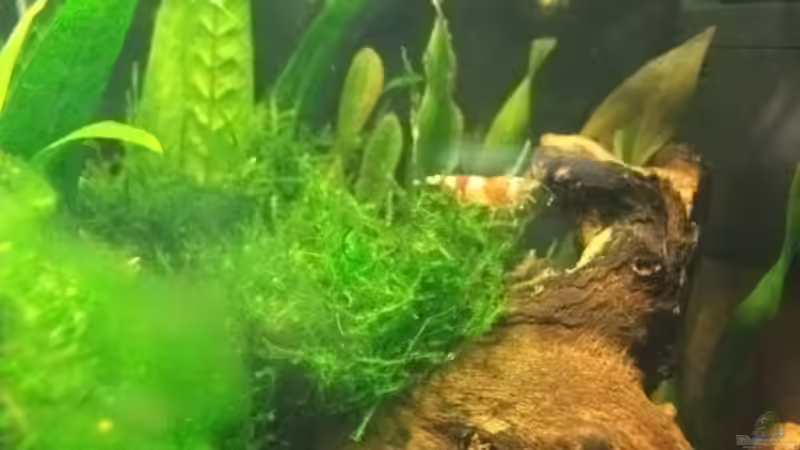 Besatz im Aquarium Sandys Garnelenbecken von sandybunny (29)