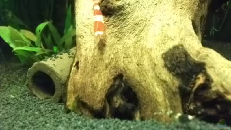 Besatz im Aquarium Sandys Garnelenbecken von sandybunny (34)