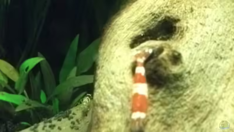 Besatz im Aquarium Sandys Garnelenbecken von sandybunny (35)