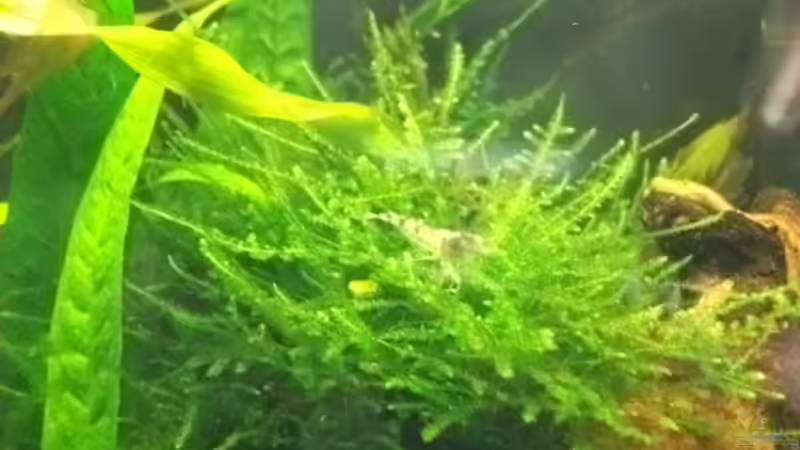 Besatz im Aquarium Sandys Garnelenbecken von sandybunny (36)