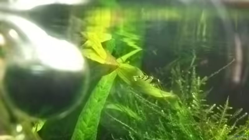 Besatz im Aquarium Sandys Garnelenbecken von sandybunny (37)