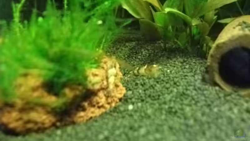 Besatz im Aquarium Sandys Garnelenbecken von sandybunny (39)