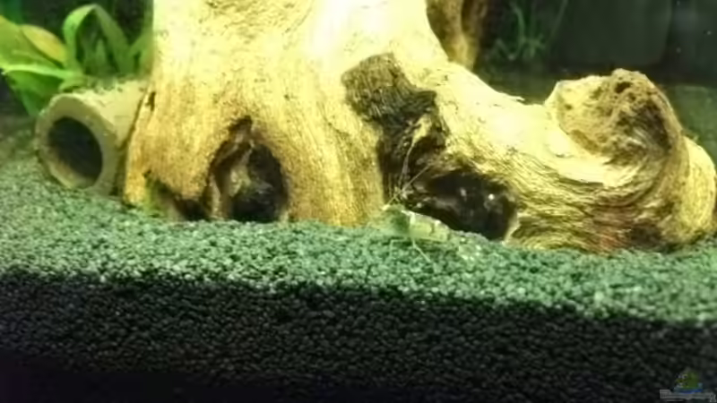 Besatz im Aquarium Sandys Garnelenbecken von sandybunny (40)