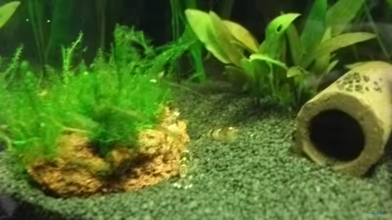 Besatz im Aquarium Sandys Garnelenbecken von sandybunny (41)