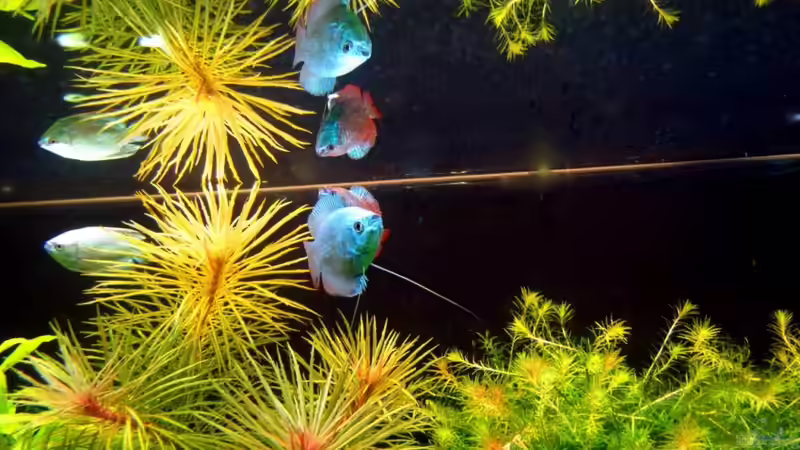 Besatz im Aquarium Saphir von disco-d (4)