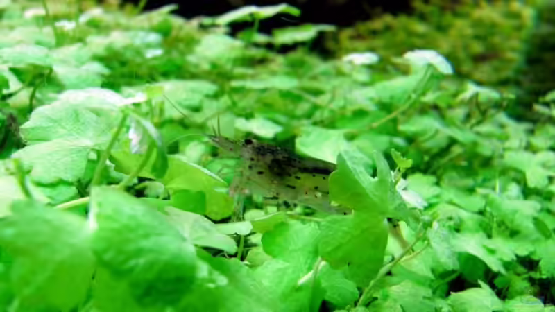 Besatz im Aquarium Saphir von disco-d (6)