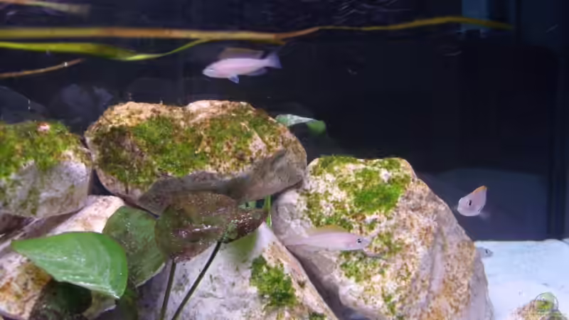 Besatz im Aquarium Sarah`s Caudos - Nur noch als Beispiel von Julien Preuß (10)