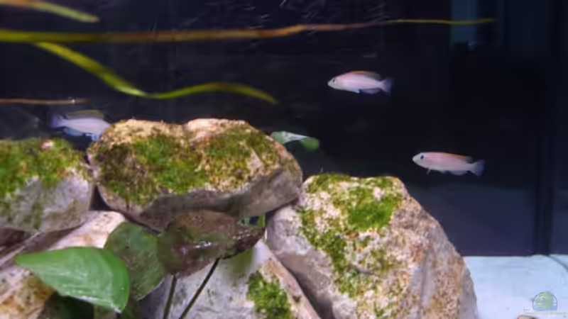 Besatz im Aquarium Sarah`s Caudos - Nur noch als Beispiel von Julien Preuß (11)