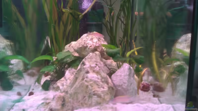 Besatz im Aquarium Sarah`s Caudos - Nur noch als Beispiel von Julien Preuß (12)