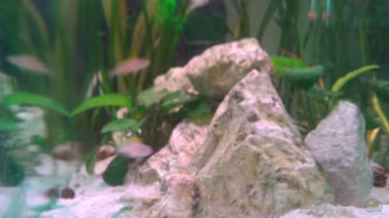 Besatz im Aquarium Sarah`s Caudos - Nur noch als Beispiel von Julien Preuß (14)