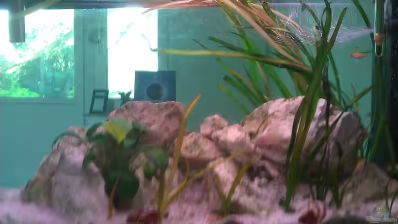 Besatz im Aquarium Sarah`s Caudos - Nur noch als Beispiel von Julien Preuß (15)