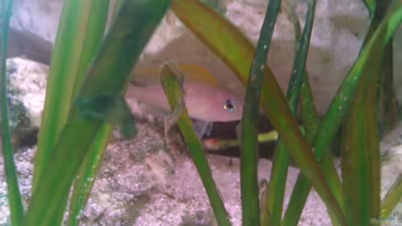 Besatz im Aquarium Sarah`s Caudos - Nur noch als Beispiel von Julien Preuß (16)