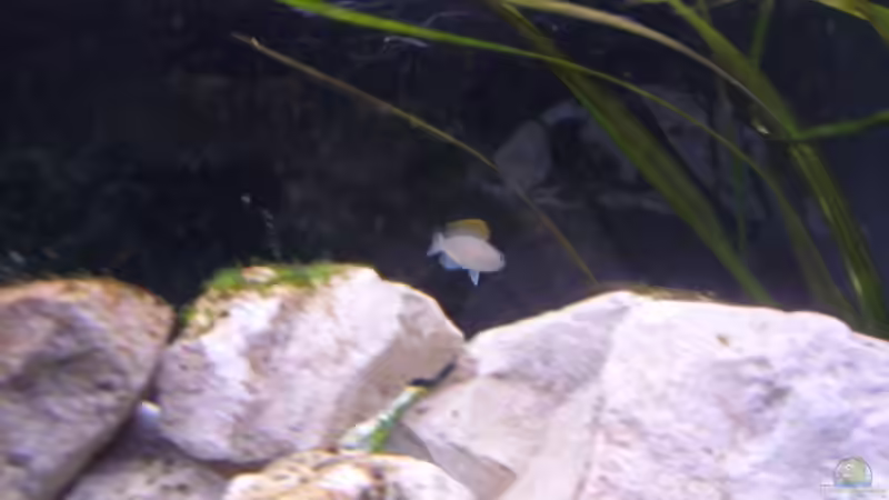 Besatz im Aquarium Sarah`s Caudos - Nur noch als Beispiel von Julien Preuß (7)