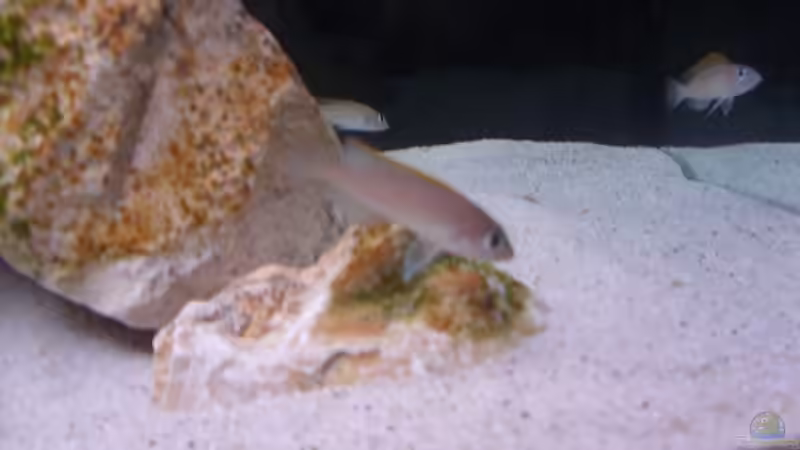 Besatz im Aquarium Sarah`s Caudos - Nur noch als Beispiel von Julien Preuß (8)