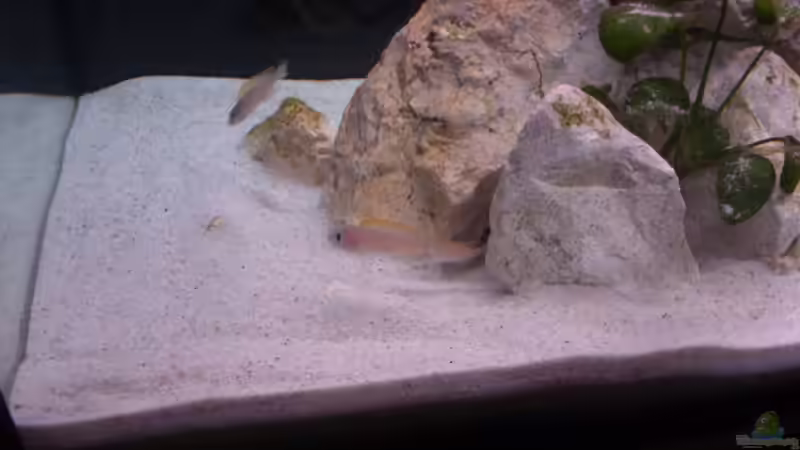 Besatz im Aquarium Sarah`s Caudos - Nur noch als Beispiel von Julien Preuß (9)