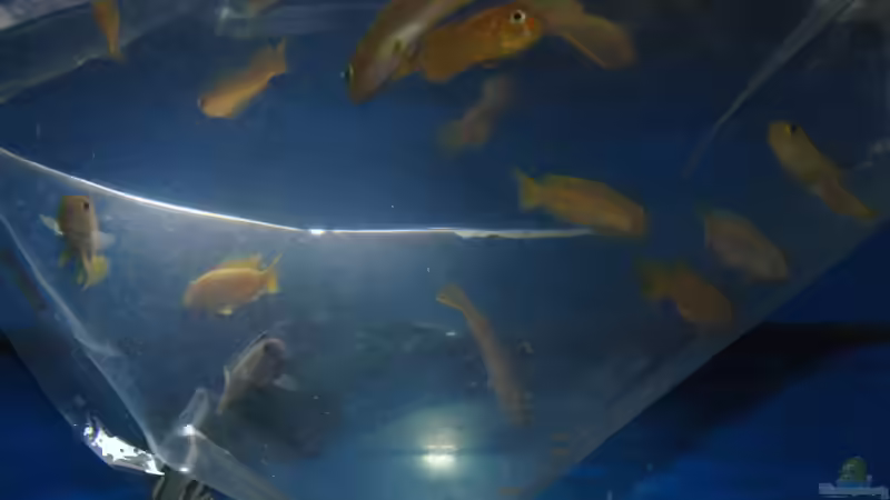 Besatz im Aquarium Saulosi Artenbecken(existiert nicht mehr) von Miese97 (21)