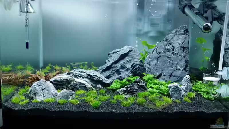 Besatz im Aquarium Scaper&#039;s tank von Kai-Uwe M (29)