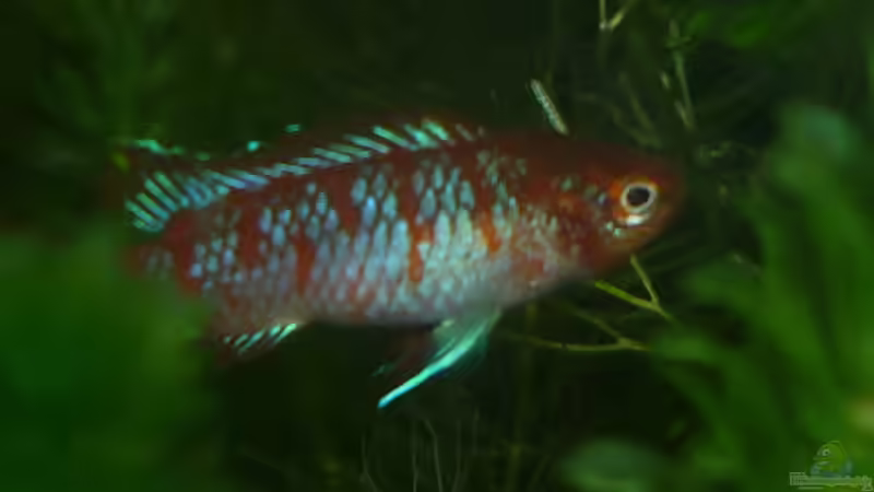 Besatz im Aquarium Scarlet`s Home (aufgelöst) von Rootsman (17)