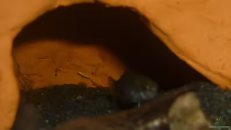 Besatz im Aquarium Scarlet`s Home (aufgelöst) von Rootsman (18)