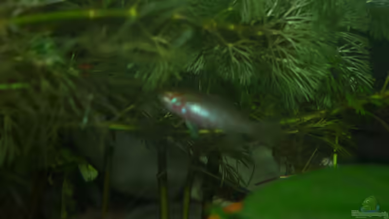 Besatz im Aquarium Scarlet`s Home (aufgelöst) von Rootsman (19)