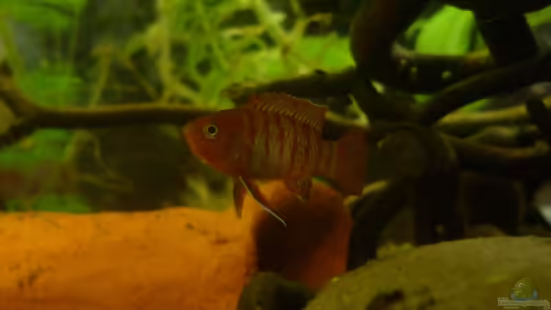 Besatz im Aquarium Scarlet`s Home (aufgelöst) von Rootsman (20)