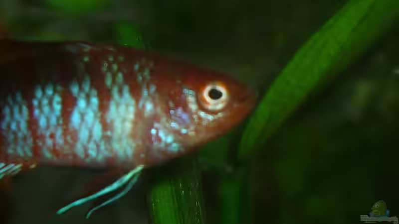 Besatz im Aquarium Scarlet`s Home (aufgelöst) von Rootsman (21)