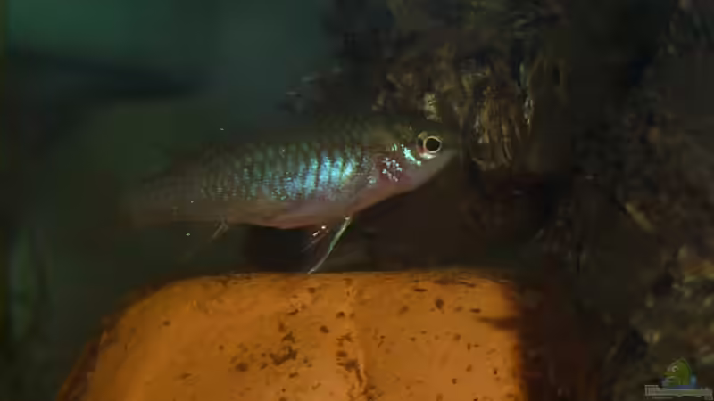 Besatz im Aquarium Scarlet`s Home (aufgelöst) von Rootsman (22)