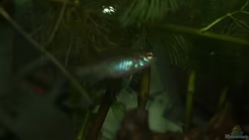 Besatz im Aquarium Scarlet`s Home (aufgelöst) von Rootsman (23)