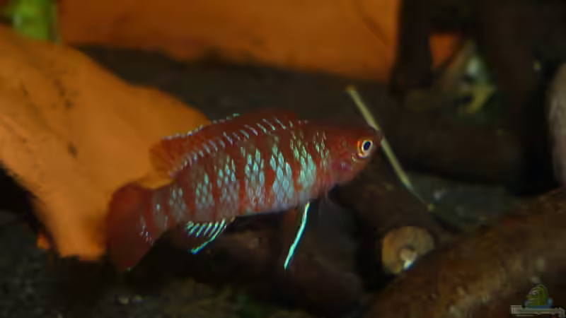 Besatz im Aquarium Scarlet`s Home (aufgelöst) von Rootsman (24)