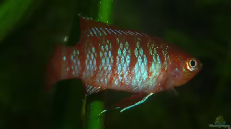 Besatz im Aquarium Scarlet`s Home (aufgelöst) von Rootsman (26)