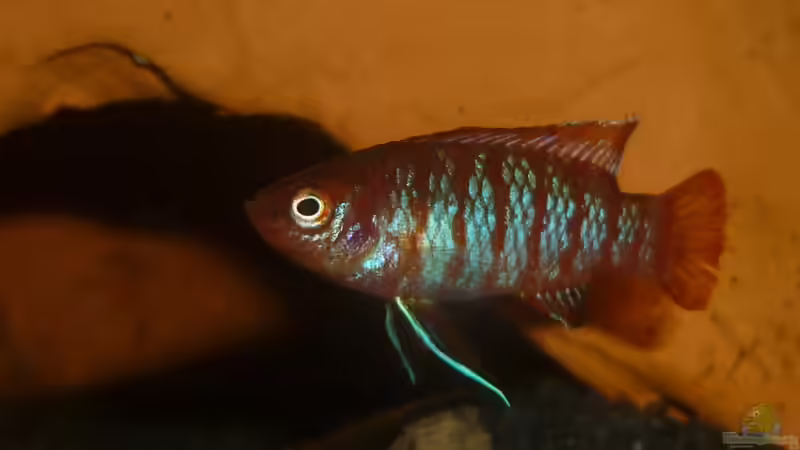 Besatz im Aquarium Scarlet`s Home (aufgelöst) von Rootsman (27)