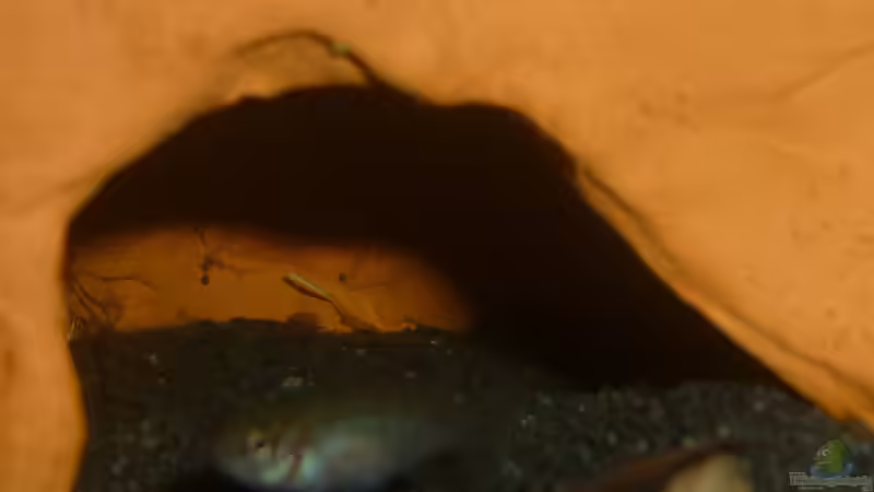 Besatz im Aquarium Scarlet`s Home (aufgelöst) von Rootsman (28)