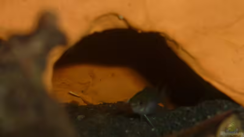 Besatz im Aquarium Scarlet`s Home (aufgelöst) von Rootsman (30)