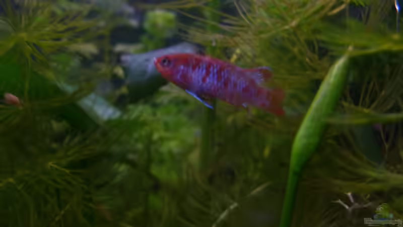 Besatz im Aquarium Scarlet`s Home (aufgelöst) von Rootsman (31)