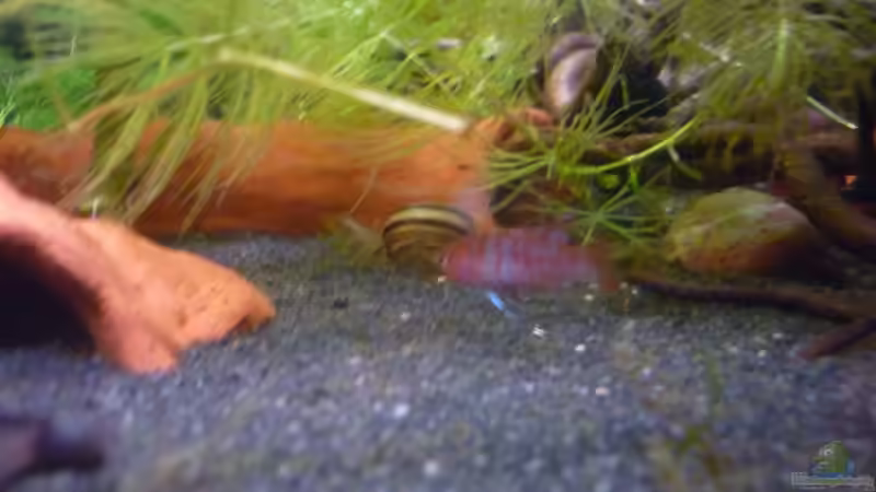 Besatz im Aquarium Scarlet`s Home (aufgelöst) von Rootsman (35)