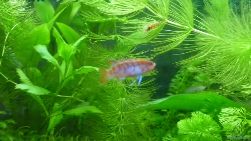 Besatz im Aquarium Scarlet`s Home (aufgelöst) von Rootsman (37)