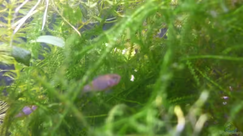 Besatz im Aquarium Scarlet`s Home (aufgelöst) von Rootsman (38)